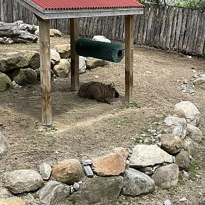 Himalayan Trek - Chinese Takin