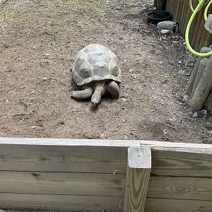 Our Big Backyard - Aldabra Giant Tortoise