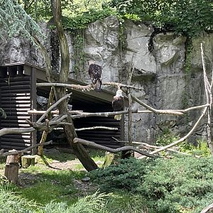 Wild Woodlands - Bald Eagle