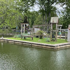 Black-and-White Ruffed Lemur Island