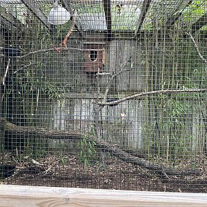 Silvery-cheeked Hornbill Enclosure