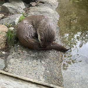 North American River Otter