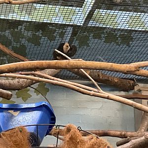 Geoffroy’s Marmoset