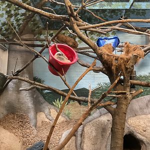 Hoffmann’s Two Toed Sloth