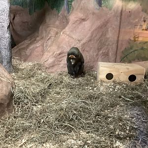 De Brazza’s Monkey