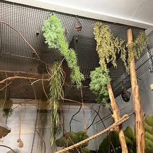 Indian Flying Fox and Rodrigues Flying Fox