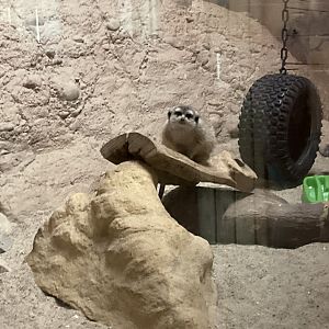 Meerkat
