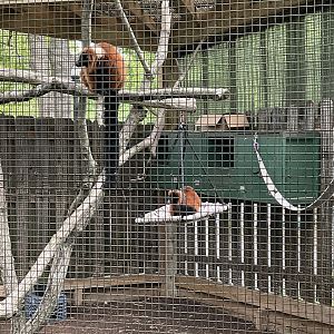 Red Ruffed Lemur