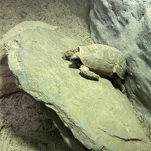 Pancake Tortoise