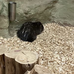 Palawan Porcupine