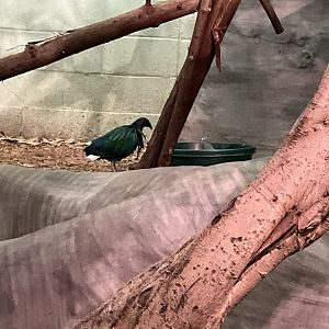 Nicobar Pigeon