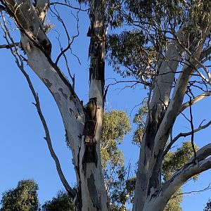 Diamond Drive Reserve