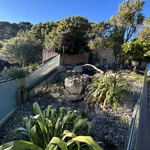 Asian Small-clawed Otter Exhibit