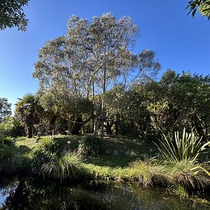 White-cheeked Gibbon Exhibit