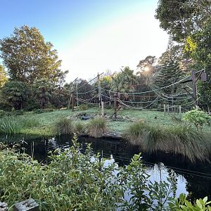 Black-handed Spider Monkey Exhibit
