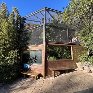 Brown Capuchin Exhibit