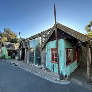 Cotton-top Tamarin & Golden Lion Tamarin Exhibits