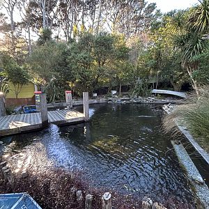 Little Blue Penguin Exhibit
