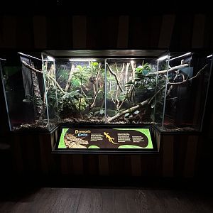 Duvaucel’s Gecko Exhibit