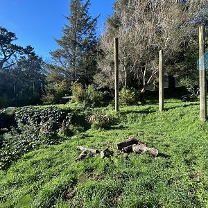 Sumatran Tiger Exhibit