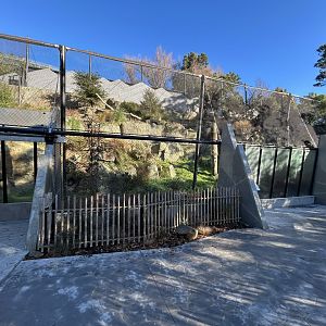 Snow Leopard Exhibit