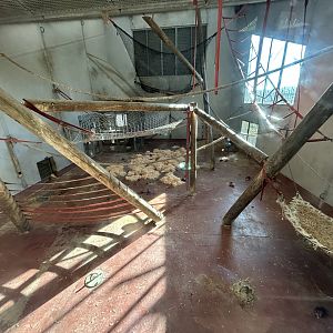 Chimpanzee Dayroom