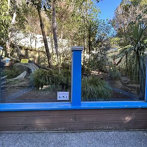 Tasmanian Devil Exhibit