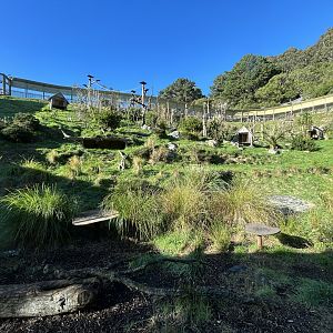 Ring-tailed Lemur Exhibit