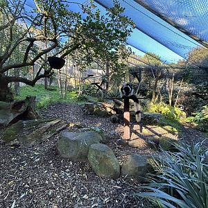 Black and White-ruffed Lemur Exhibit