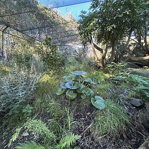 North Island Weka Exhibit
