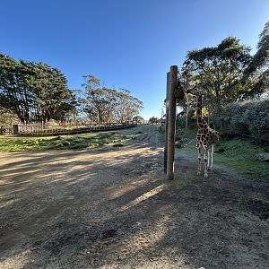 Giraffe, Nyala, & Ostrich Exhibit