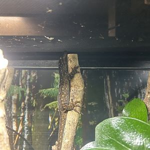 Duvaucel’s Gecko