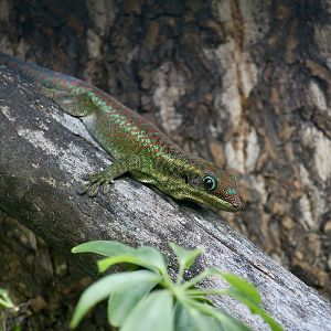 The Gecko Gallery - Agaléga Day Gecko (Phelsuma borbonica agalegae)