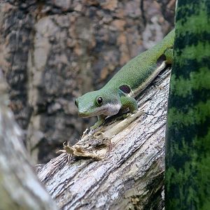 The Gecko Gallery - Peacock Day Gecko (Phelsuma quadriocellata quadriocellata)