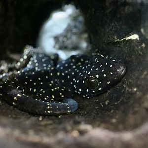 The Gecko Gallery - Starry Tokay Gecko (Gekko pradapdao)