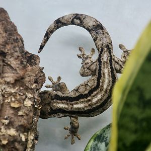 The Gecko Gallery - Arnold's Velvet Gecko (Homopholis arnoldi)