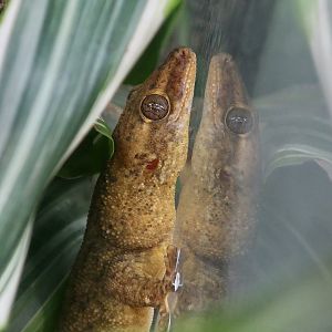 The Gecko Gallery - Seychelles Bronze Gecko (Ailuronyx seychellensis)