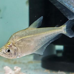 Dusky Headstander (Charax cf. tectifer)