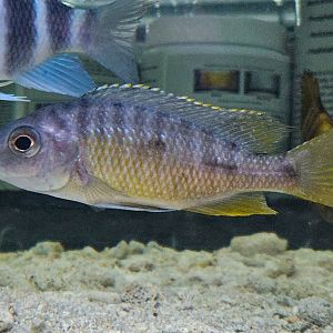 Yellowfin Mloto (Otopharynx tetraspilus)