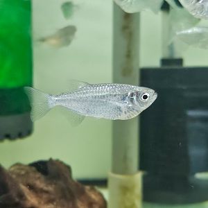 Dusky Narrow Hatchetfish (Triportheus angulatus)