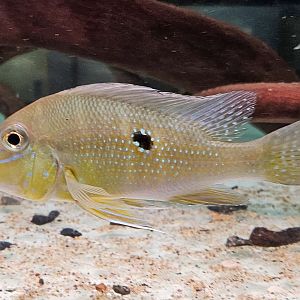 Silver-spotted Eartheater (Geophagus argyrostictus)