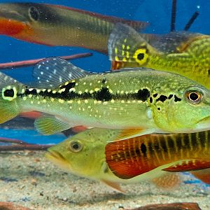 Pinima Peacock Bass (Cichla pinima)