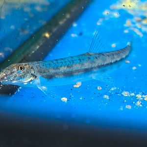 Horse-faced Loach (Acantopsis choirorhynchos)
