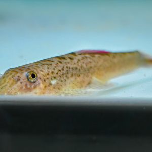 Purple Firefin Hillstream Loach (Pseudogastromyzon laticeps)