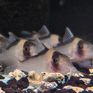 Imposter Cory (Brochis imitator)