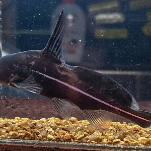 Black Lancer Catfish (Bagrichthys macracanthus)