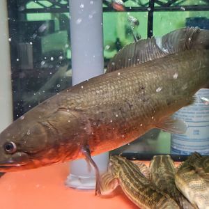 Emerald Bowfin (Amia ocellicauda)