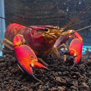 Red Brick Crayfish (Cherax wagenknechtae)