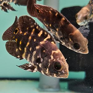 Bumblebee Oscar (Astronotus crassipinnis)