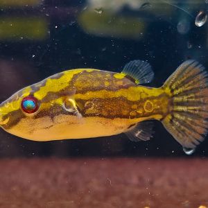 Bornean Red-eyed Puffer (Carinotetraodon borneensis)